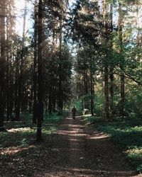 Rear view of people walking on trees in forest