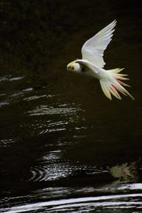 Seagull flying over lake