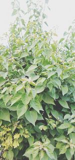 Low angle view of green leaves