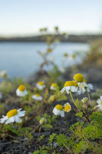 Close-up of yellow flowering plant on field