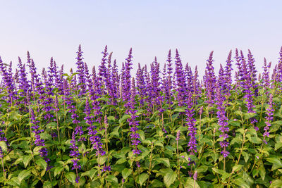 Close-up of purple flowering plants on field