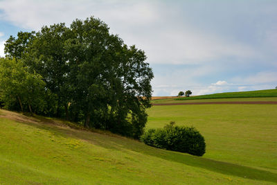 Trees on field against sky