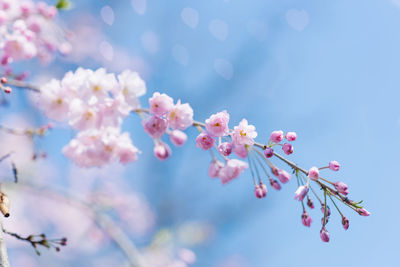 An elegant beautiful branch of decorative cherry trees with flowers against the blue sky