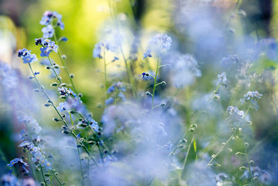 Close-up of purple flowering plant in field