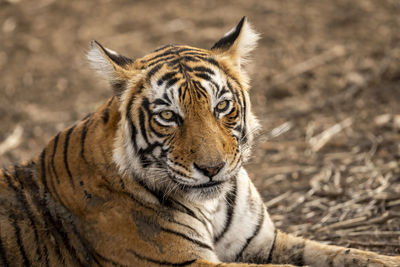 Close-up portrait of a tiger