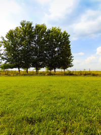 Trees on field against sky