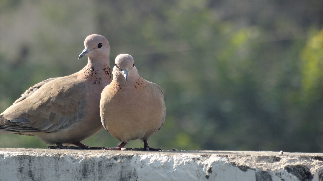 bird, vertebrate, animal themes, animal, animals in the wild, group of animals, perching, animal wildlife, focus on foreground, day, two animals, dove - bird, no people, nature, mourning dove, wall, outdoors, close-up, retaining wall, sunlight