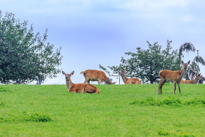 Cows grazing on field against sky