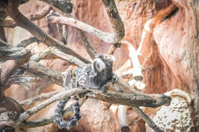 Close-up of bird on branch