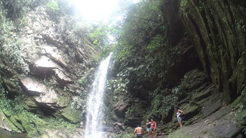 Scenic view of waterfall in forest