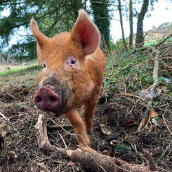 Close-up of pig on field