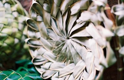 Close-up of flowers