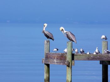 Gray heron perching on pier over sea