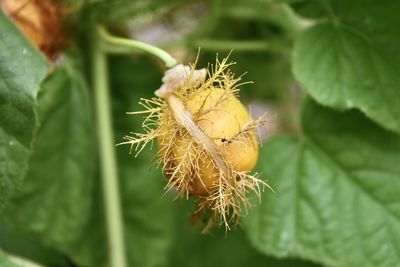 Close-up of bug on plant