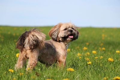 Dog sitting on grass in field