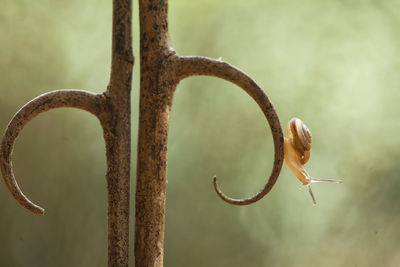 Close-up of snail on rusty metal