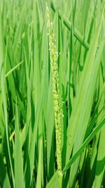 Close-up of crops growing on field