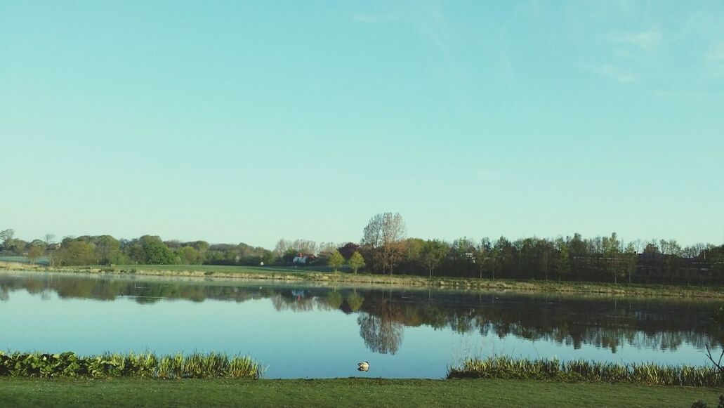 water, clear sky, reflection, lake, tranquility, tree, tranquil scene, grass, copy space, scenics, blue, beauty in nature, nature, standing water, growth, sky, idyllic, landscape, countryside, calm