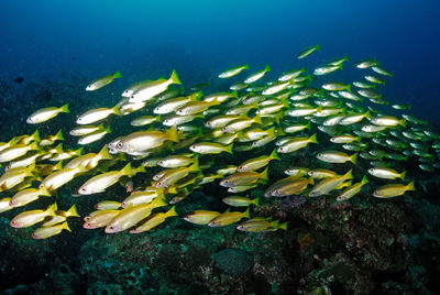 View of fish swimming in sea