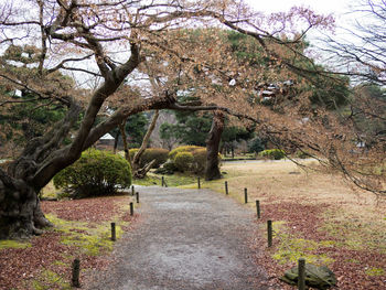 Trees in park