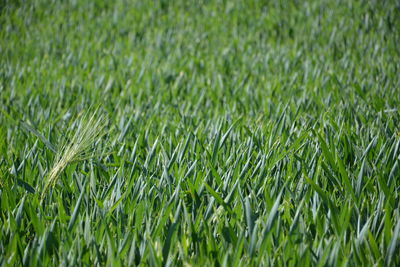 Full frame shot of fresh green field