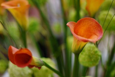 Close-up of red tulips