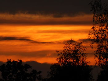 Silhouette trees against orange sky during sunset