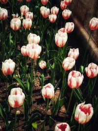 Close-up of tulips on field