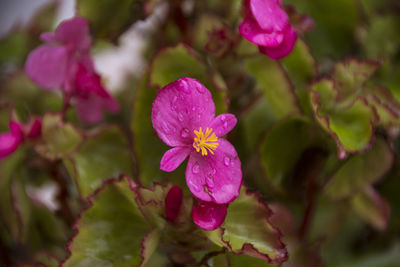 Close-up of pink flowering plant