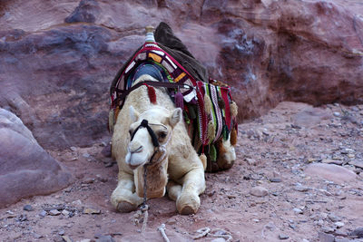 Rear view of camel waiting on rock