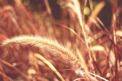 Close-up of stalks in field