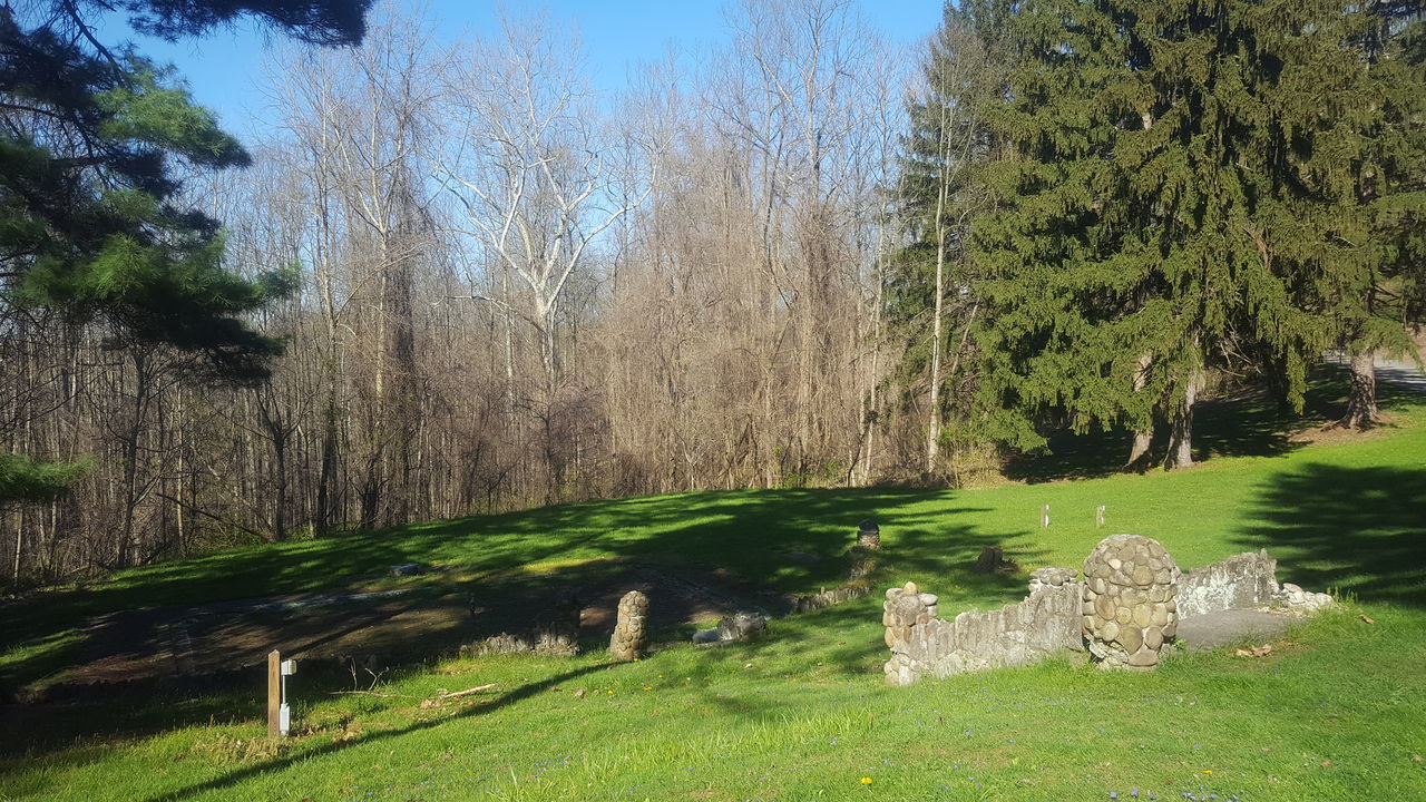 grass, green color, tranquility, tree, tranquil scene, growth, nature, water, beauty in nature, scenics, grassy, field, plant, landscape, green, day, sky, tree trunk, sunlight, idyllic