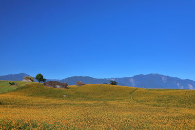 Scenic view of field against clear blue sky