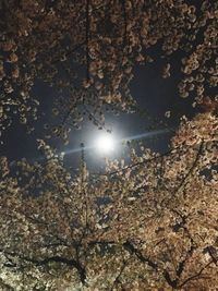 Close-up of tree against moon at night