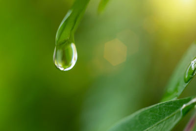 Close-up of raindrops on leaf