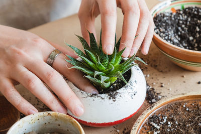 Taking care of, planting a succulent, top view, wholesome indoor activity.transplanting house plants