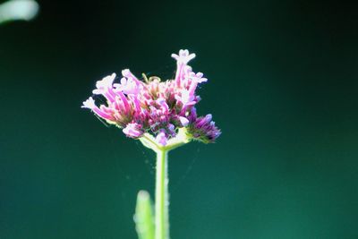 Close-up of pink flower against blue background