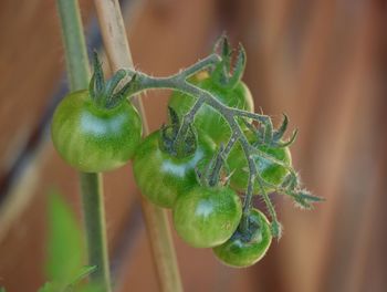 Close-up of berries growing on plant