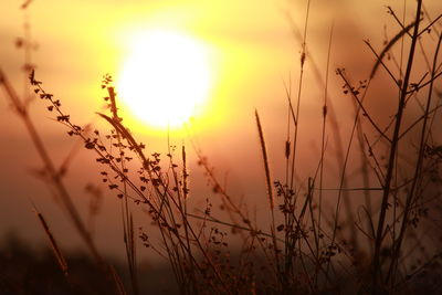 Close-up of grass growing on field against sky during sunset