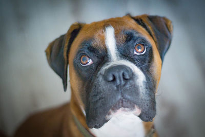 Close-up portrait of dog