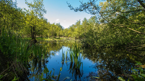 Scenic view of lake in forest against sky