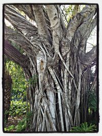 Low angle view of tree trunk