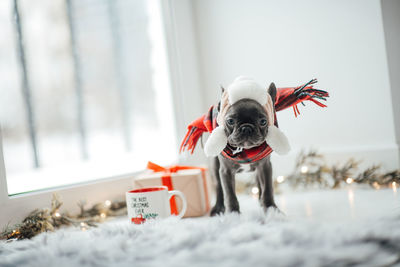 Close-up of dog on snow