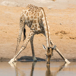 Giraffe drinking water from lake