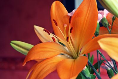 Close-up of orange day lily