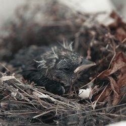 High angle view of young bird in nest