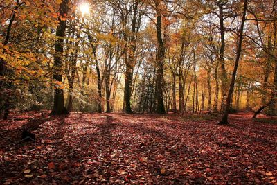 Fallen leaves on tree trunk in forest