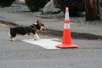 Side view of pembroke welsh corgi by traffic cone on street