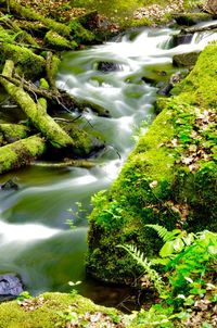 Scenic view of waterfall in forest
