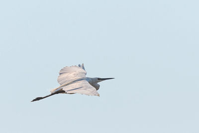 Low angle view of bird flying in blue sky